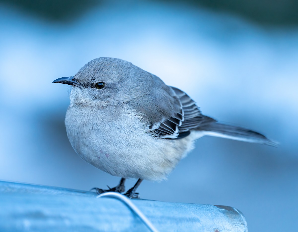 Northern Mockingbird - ML311723381