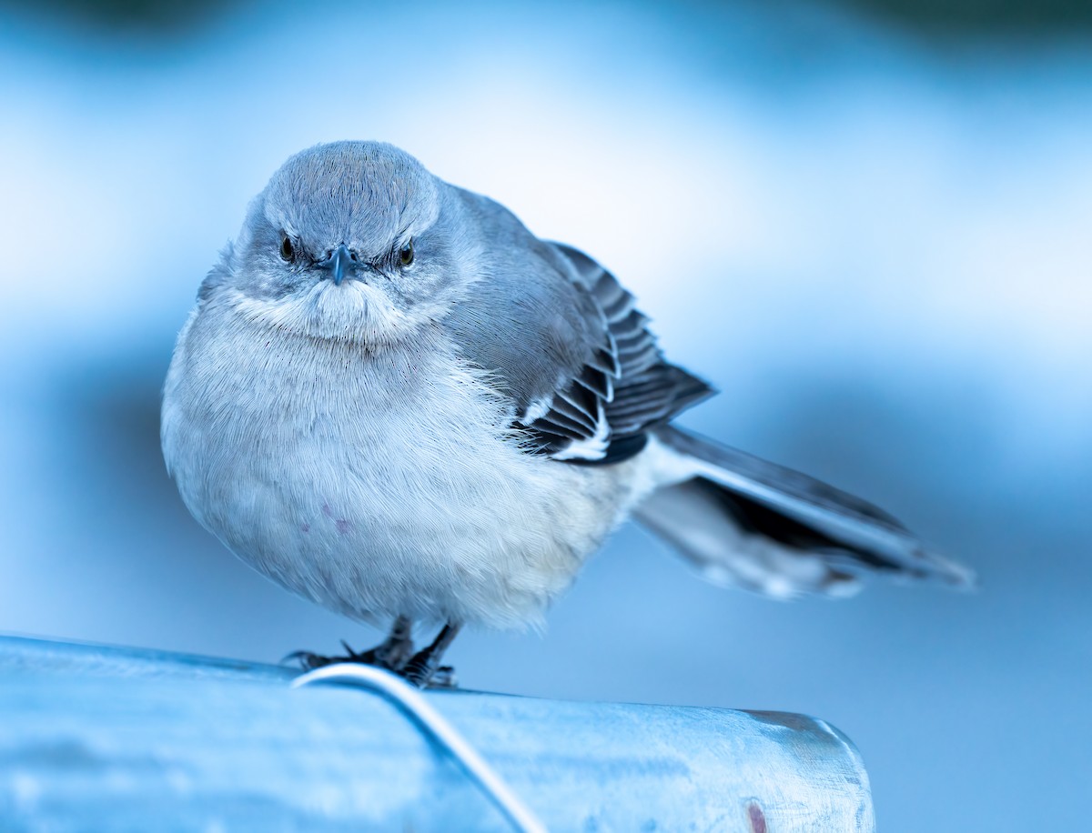 Northern Mockingbird - ML311723451