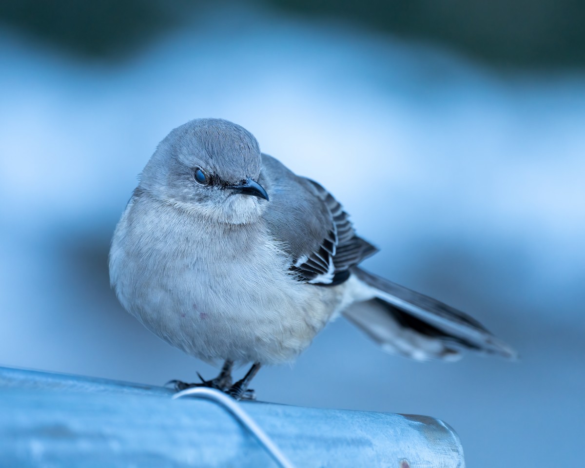 Northern Mockingbird - ML311723501