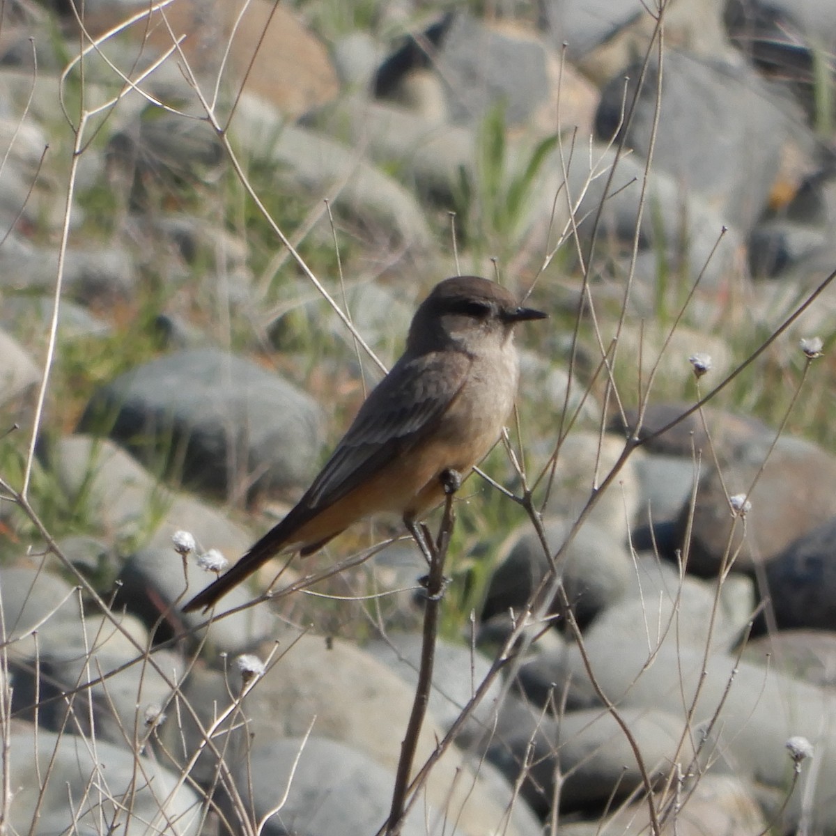 Say's Phoebe - ML311723521