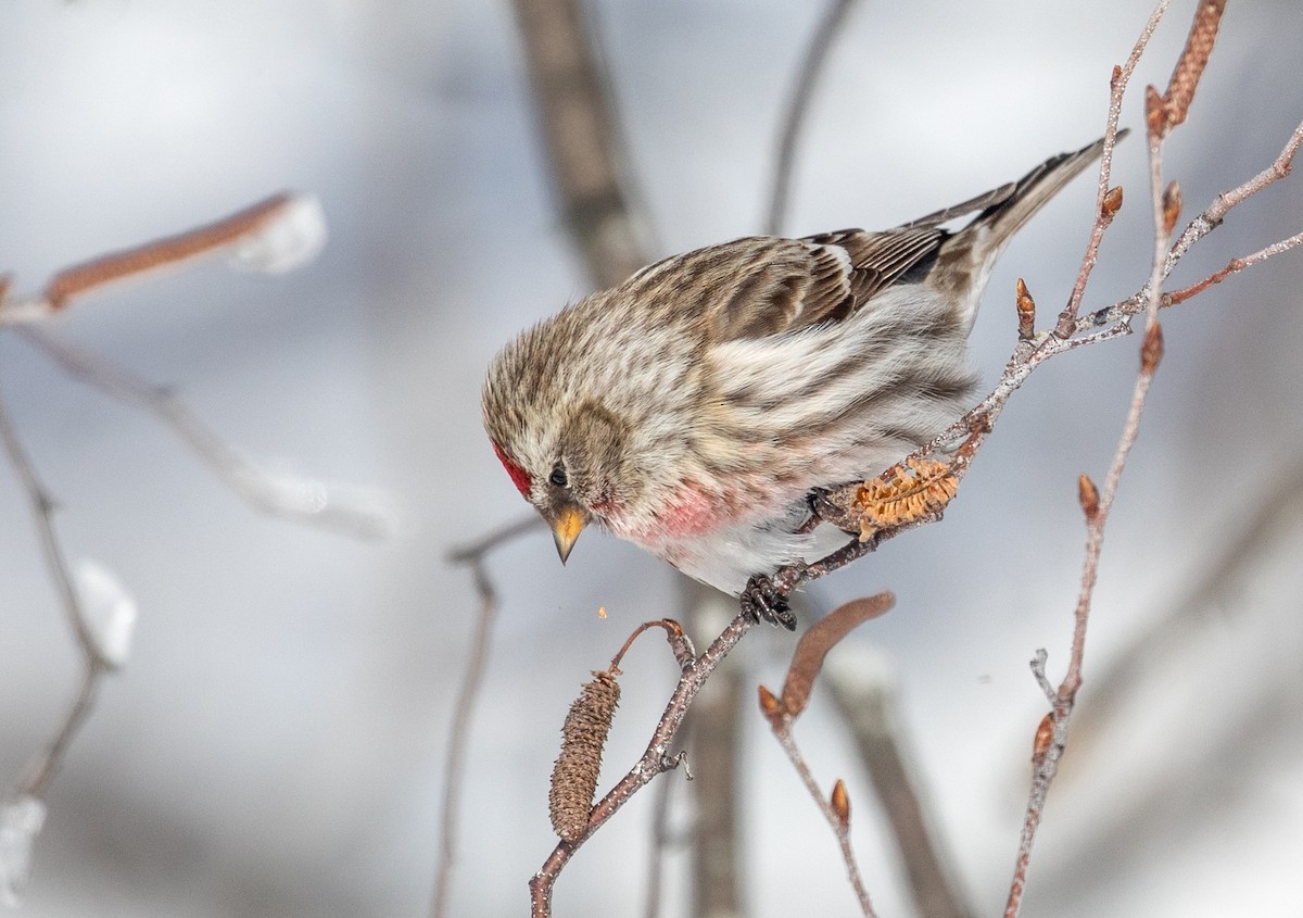 Common Redpoll - ML311723831