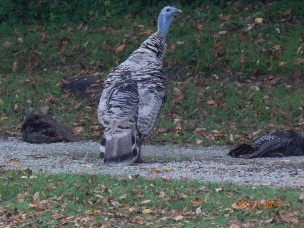 Wild Turkey - ML311724311