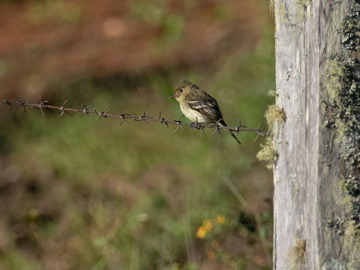 Yellow-bellied Flycatcher - Chris Fischer