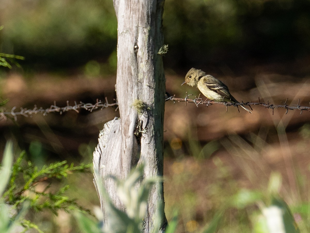 Yellow-bellied Flycatcher - ML311724371