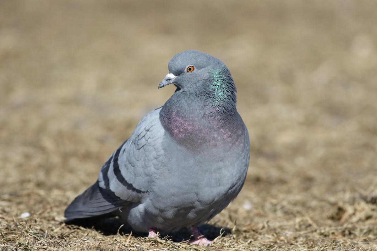 Rock Pigeon (Feral Pigeon) - Brendan McKay