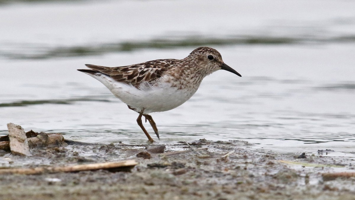 Wiesenstrandläufer - ML31172561