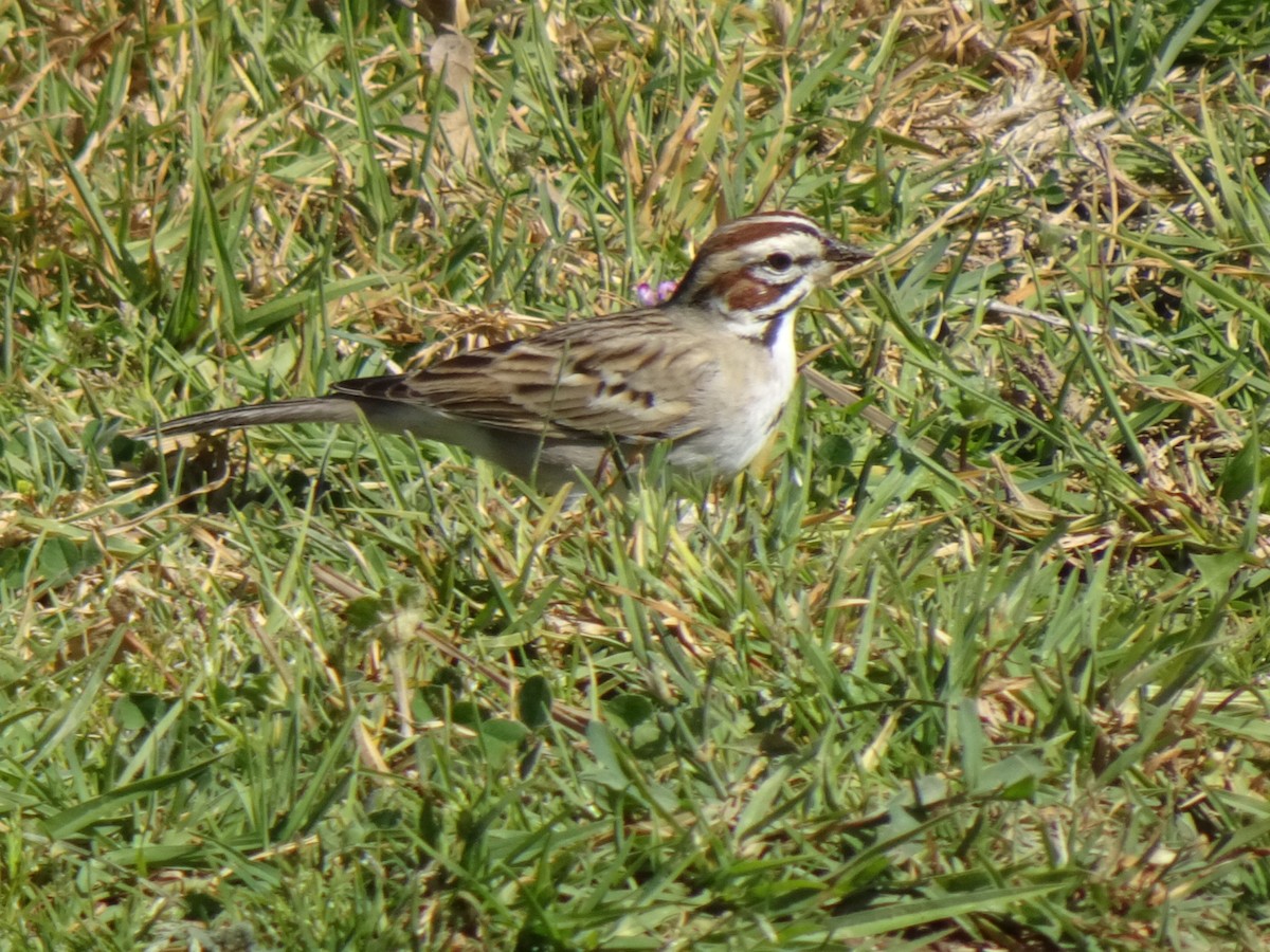 Lark Sparrow - ML311725961