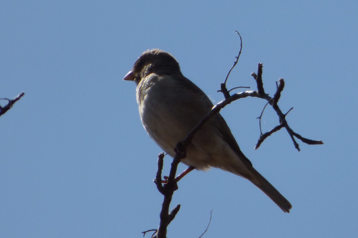 Southern Gray-headed Sparrow - ML311727691