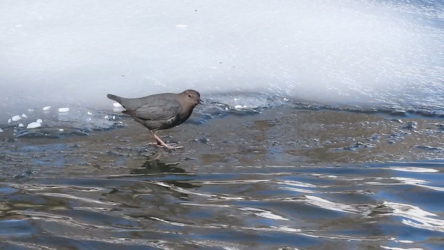 American Dipper - ML311728681