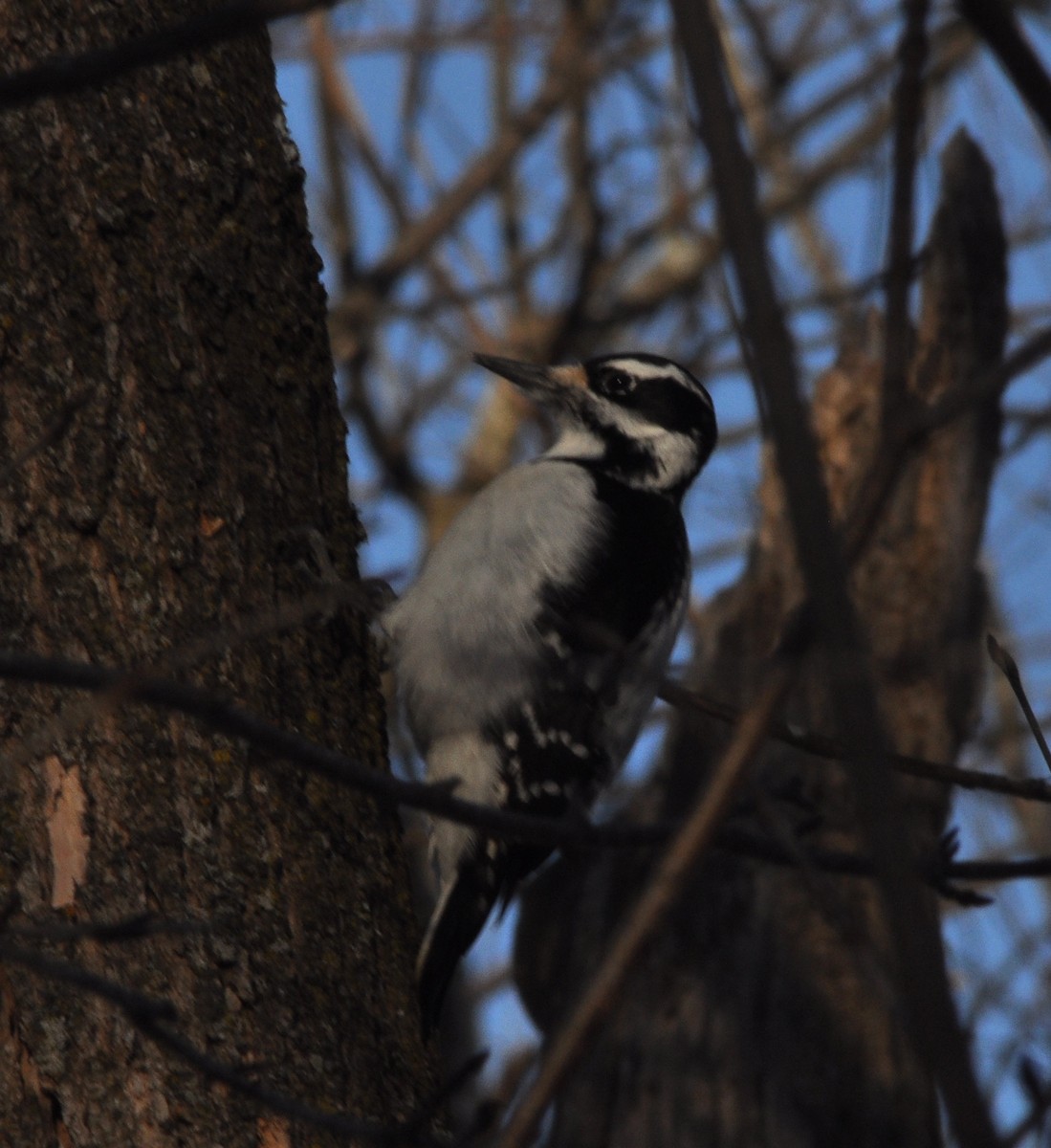 Hairy Woodpecker - ML311729521