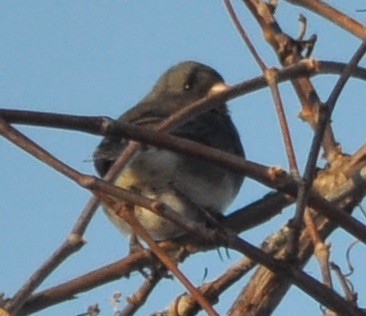 Dark-eyed Junco - ML311729641