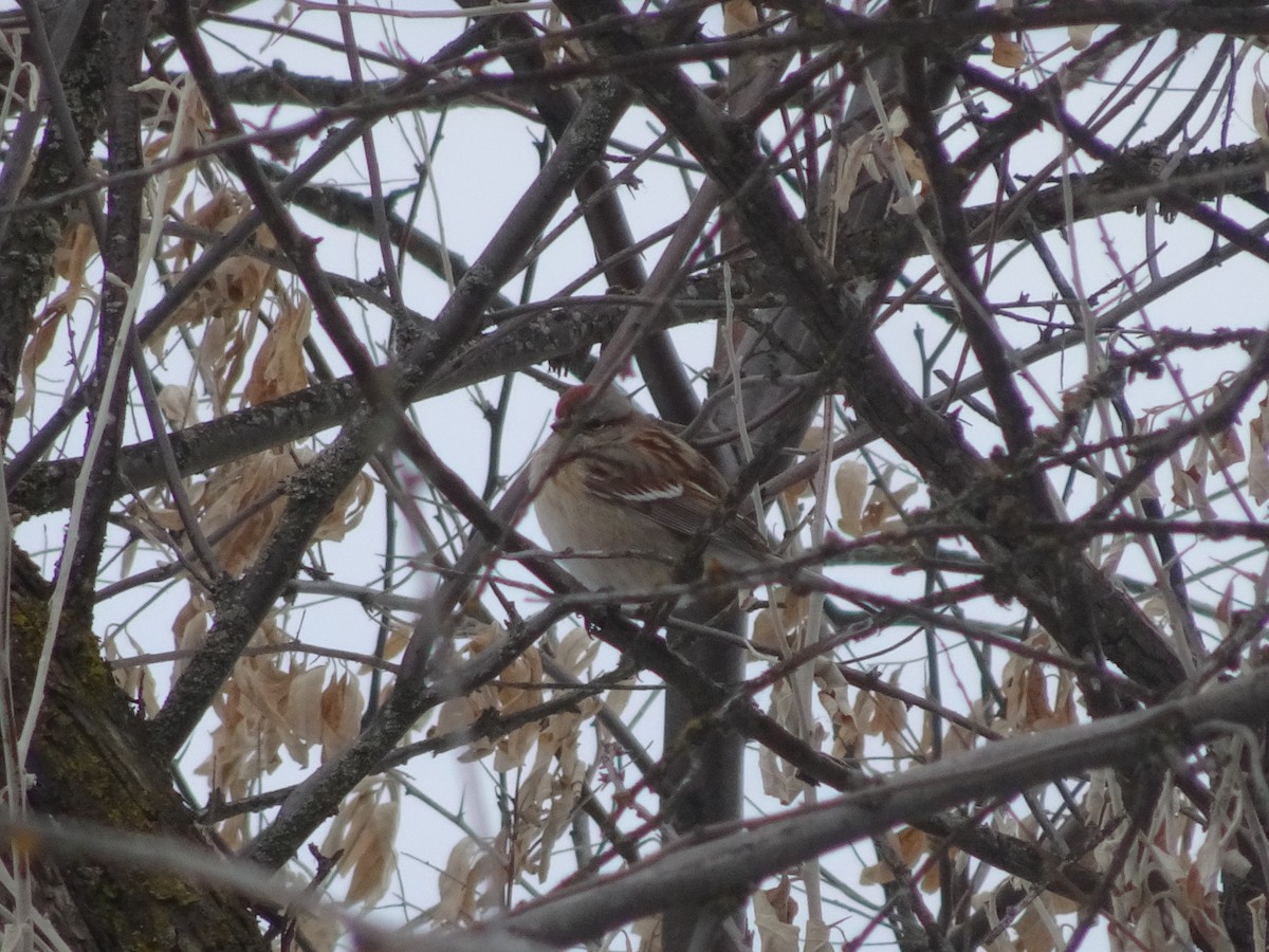 American Tree Sparrow - ML311729941