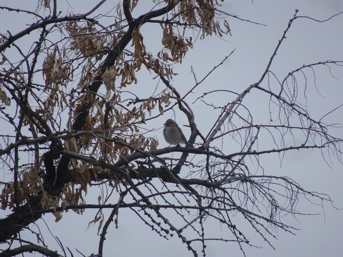 American Tree Sparrow - ML311730091