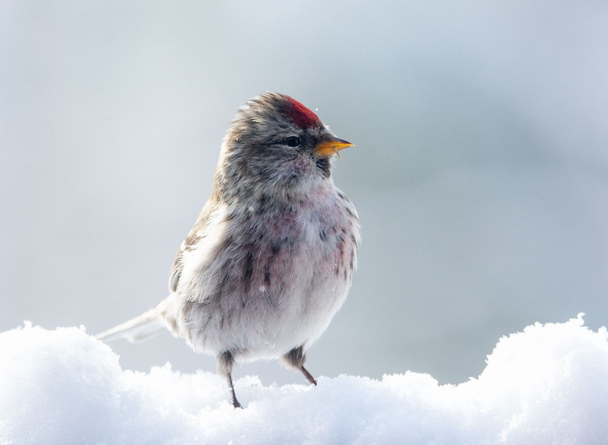 Common Redpoll - ML311730211