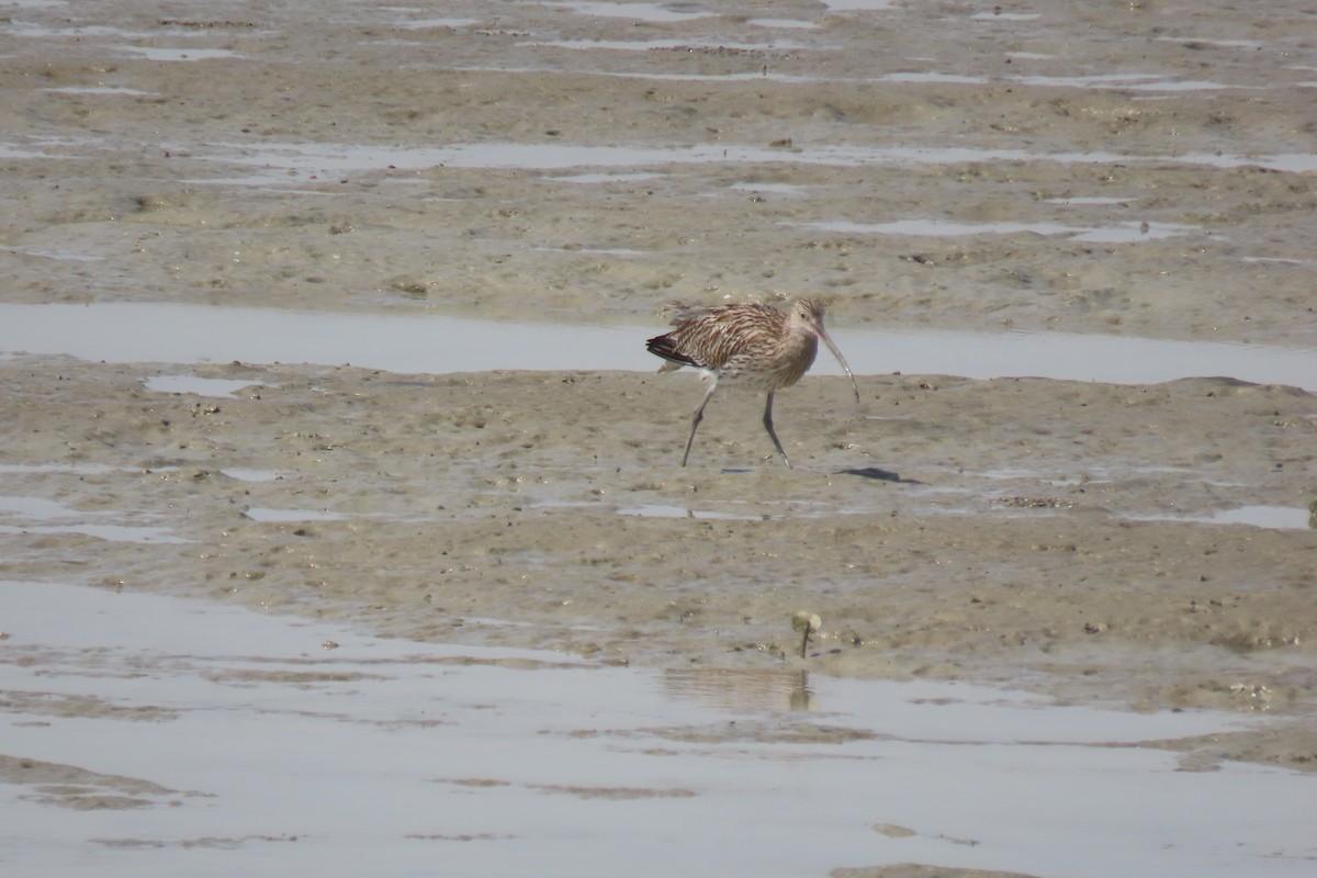 Eurasian Curlew - ML311730611