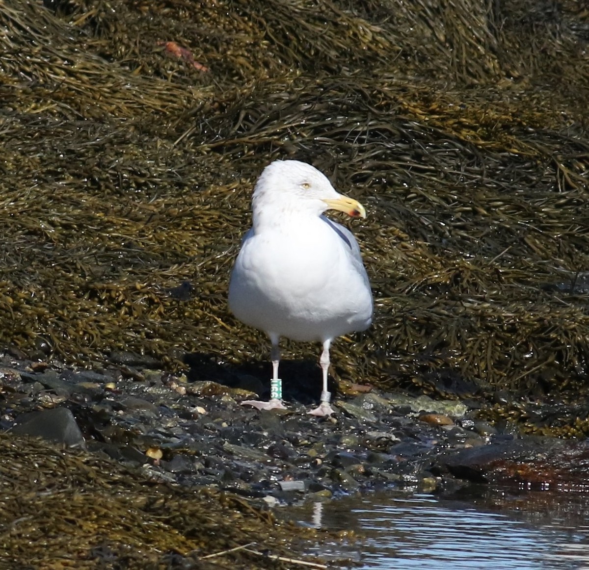 Herring Gull - ML311731241