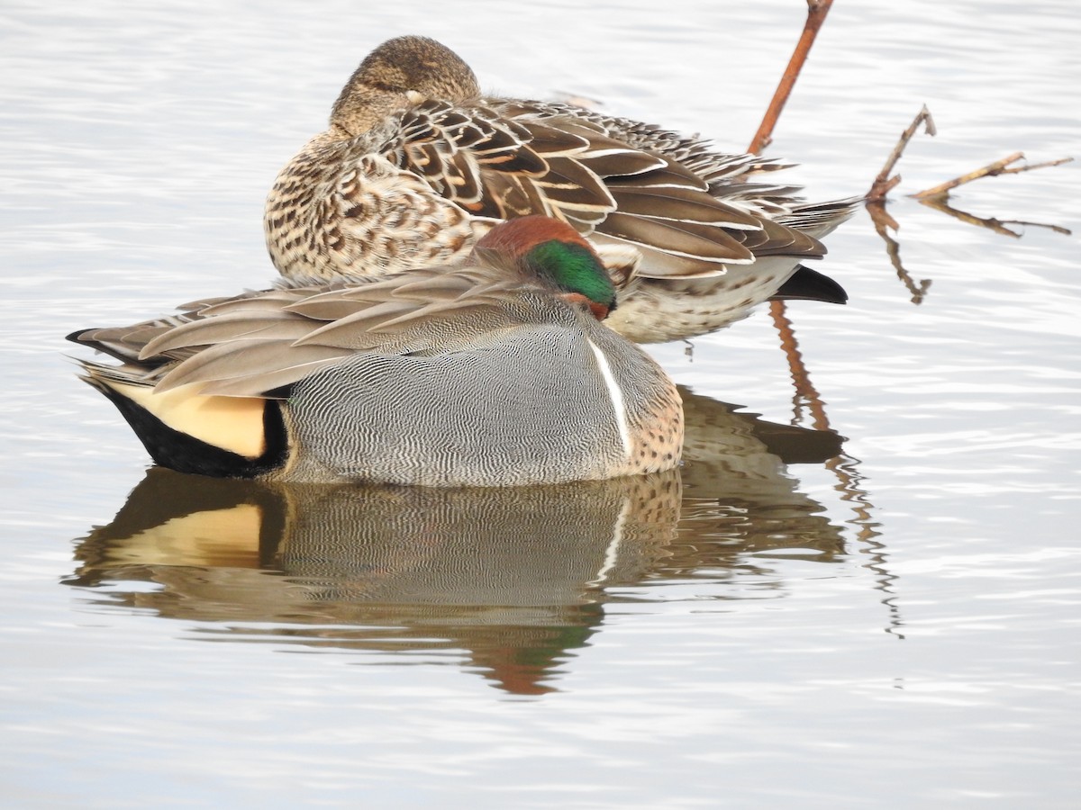 Green-winged Teal - ML311732001