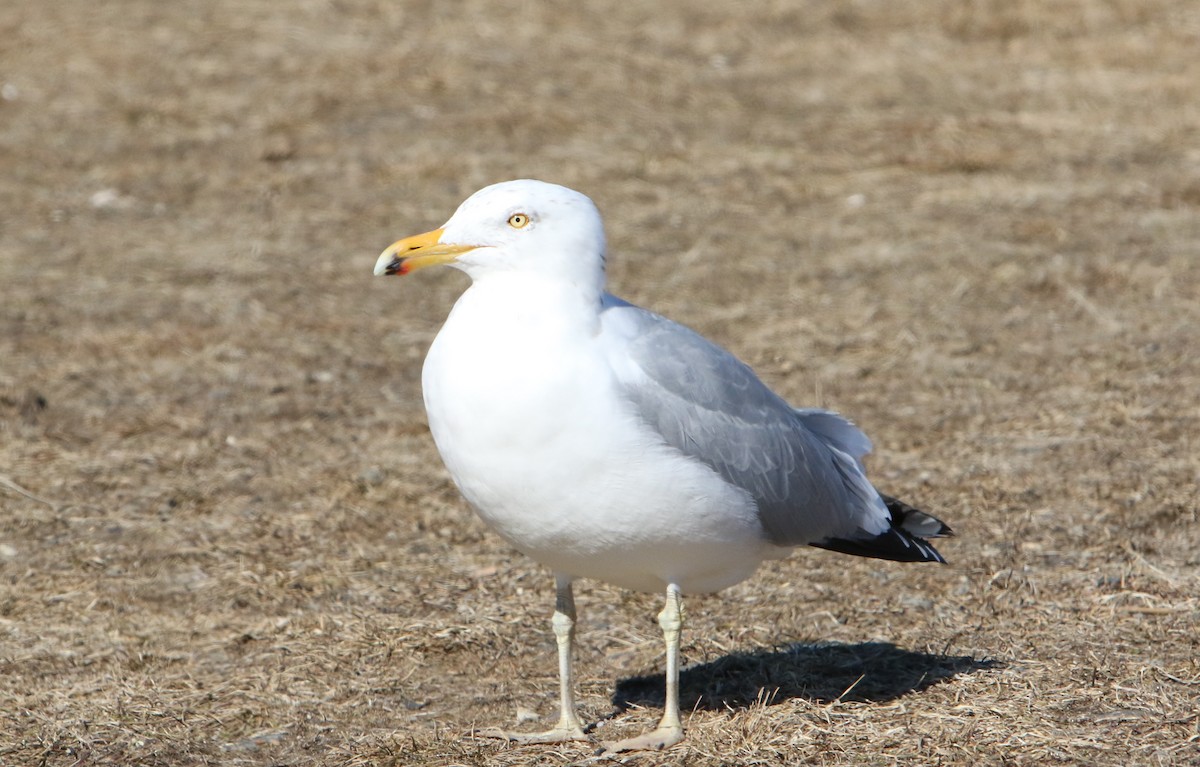 Herring Gull - ML311733641