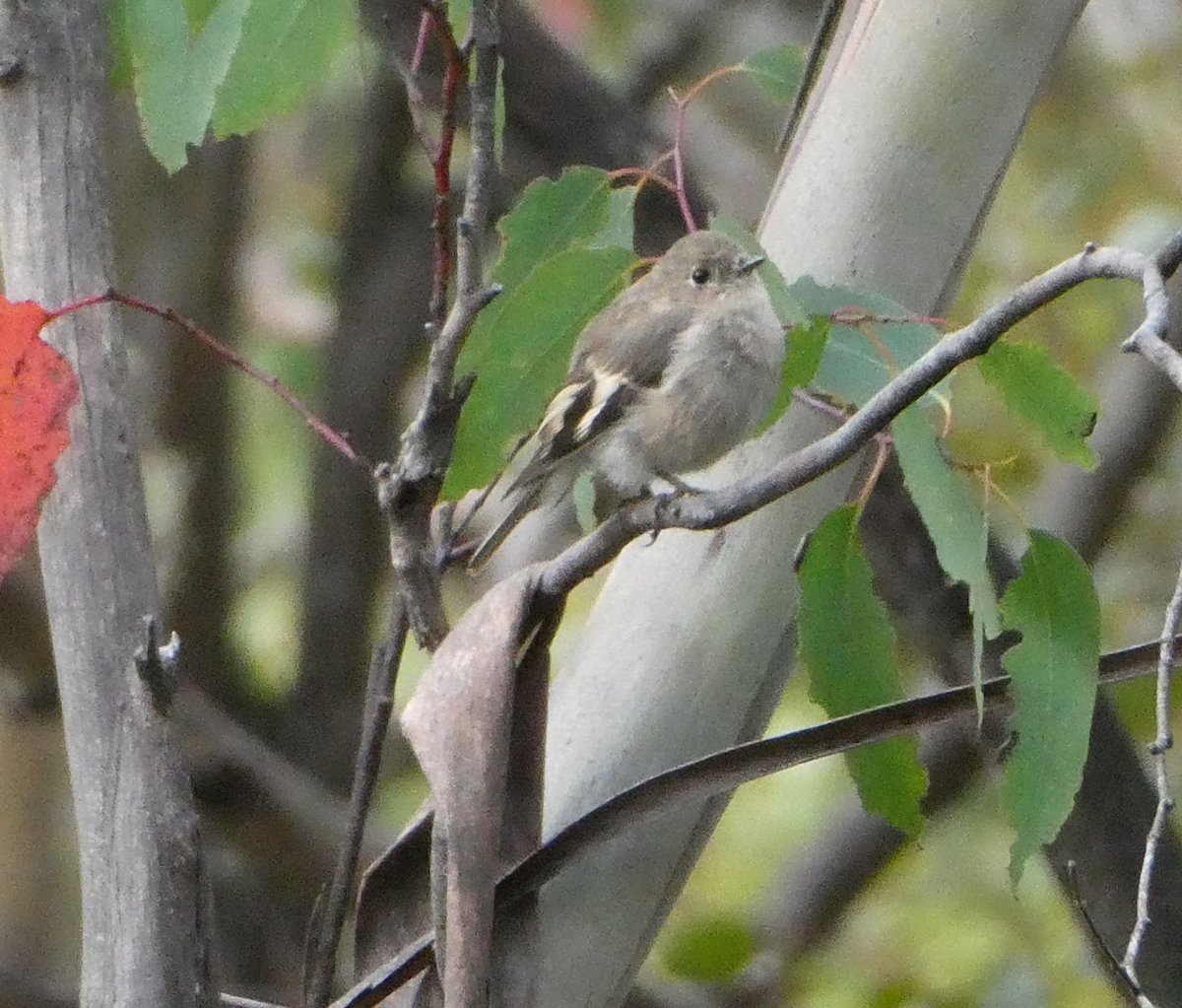 Pink Robin - ML311734101