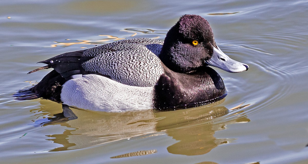 Lesser Scaup - ML311734621