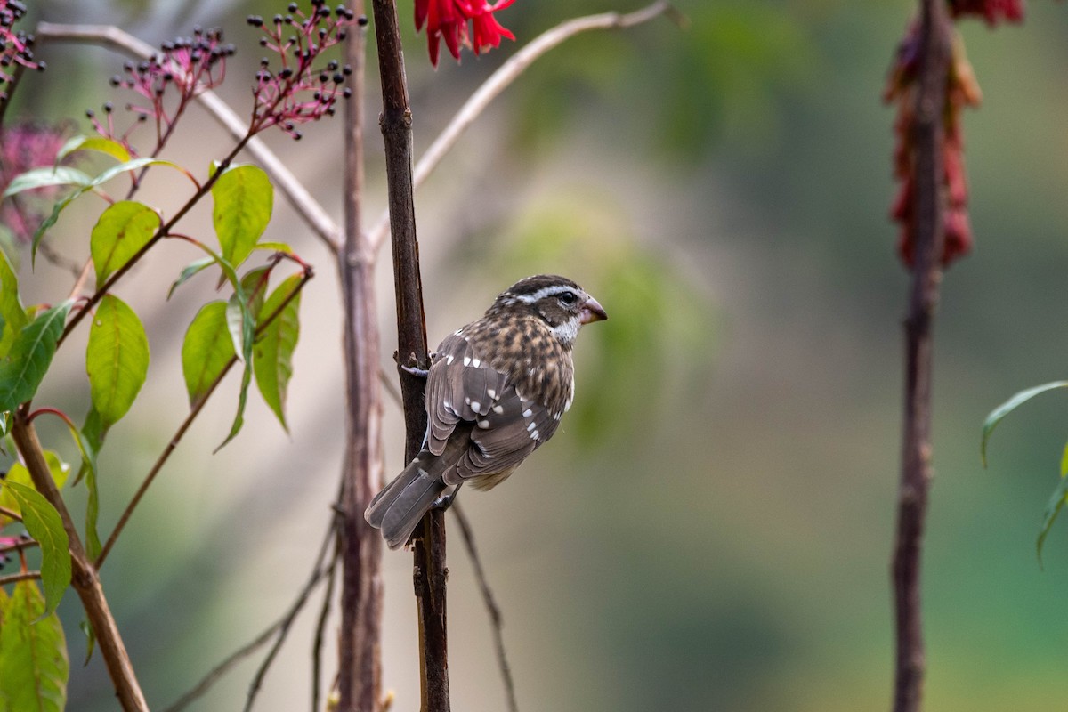 Rose-breasted Grosbeak - Theys Radmann