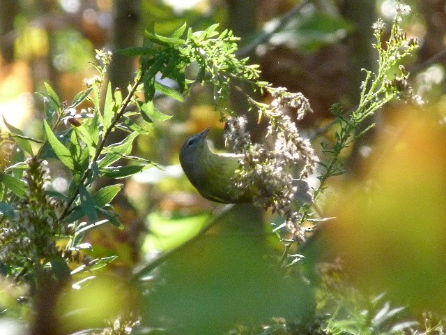 Orange-crowned Warbler - ML31173631