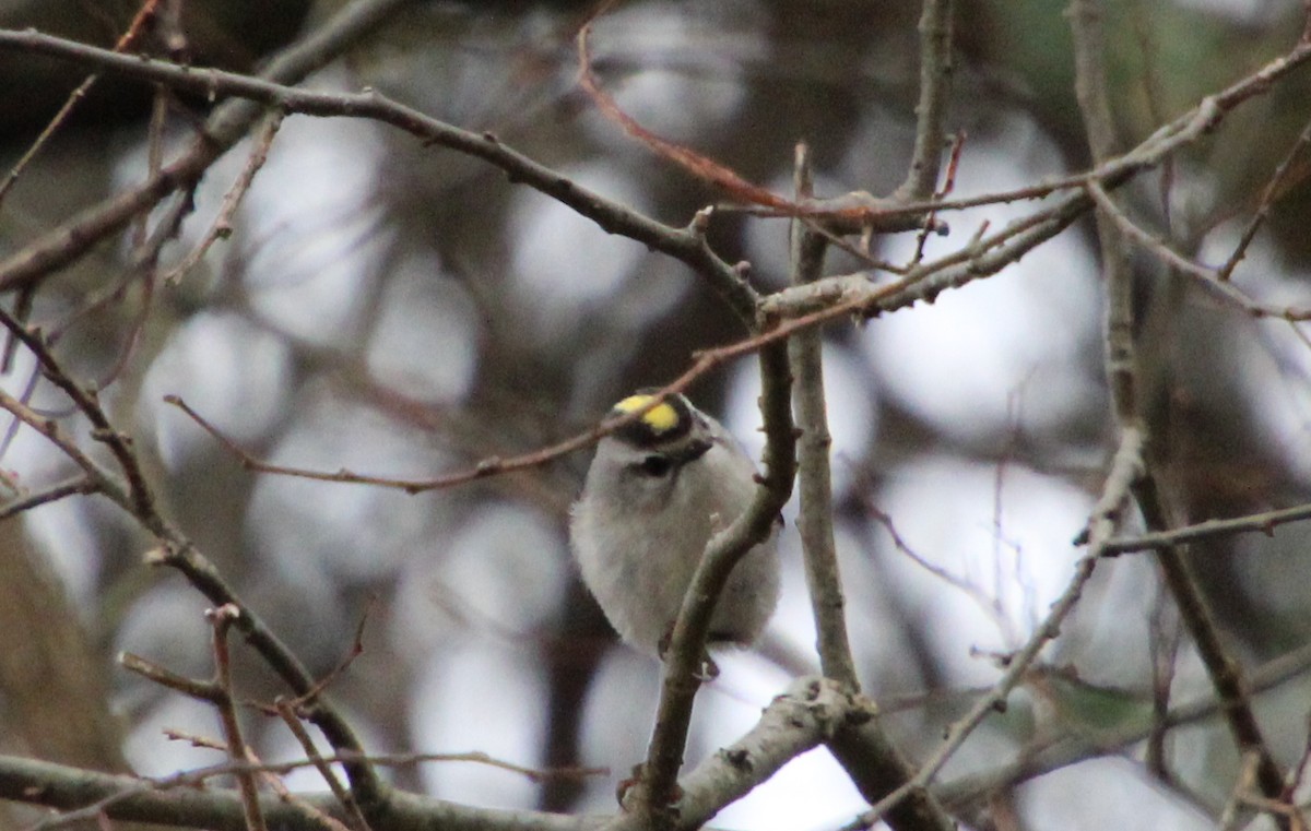 Golden-crowned Kinglet - ML311737451