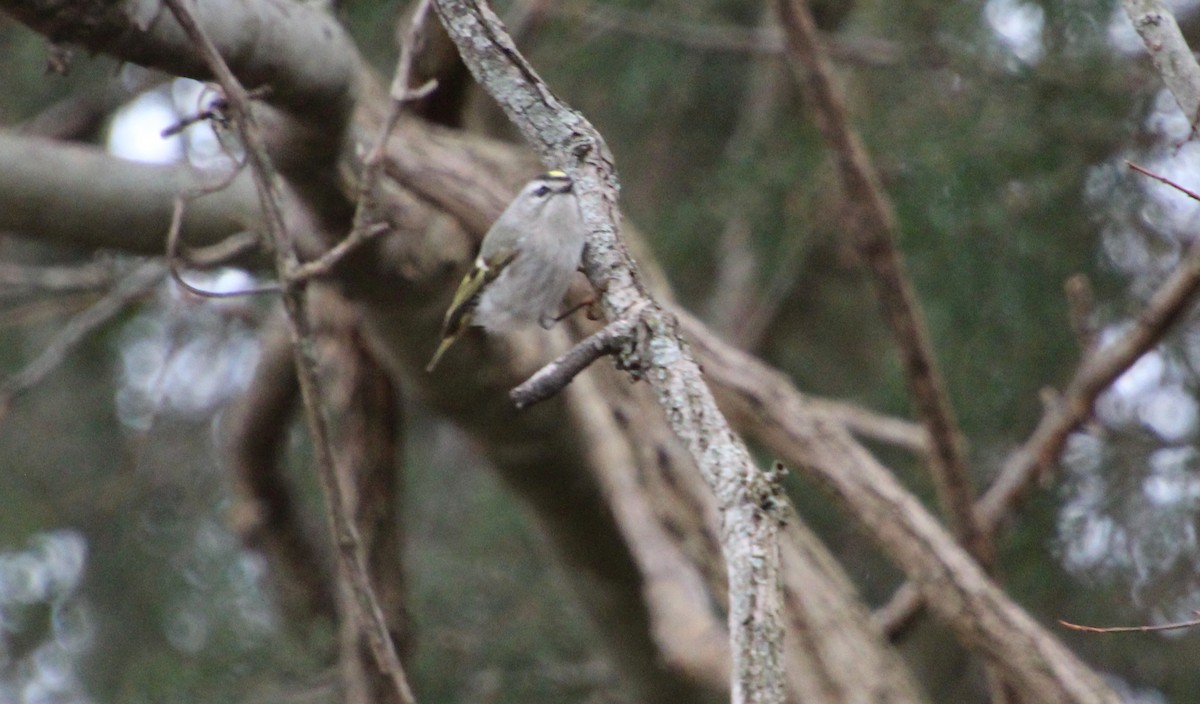 Golden-crowned Kinglet - ML311737471