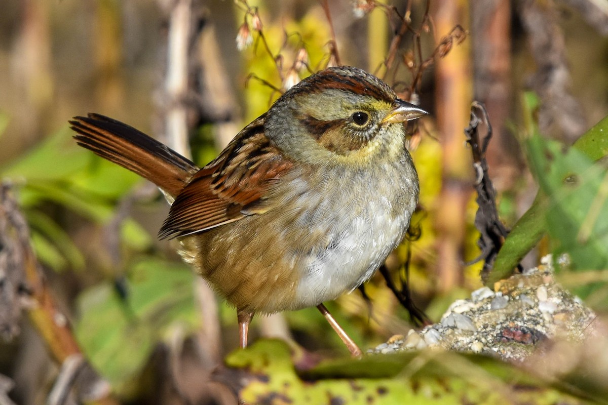 Swamp Sparrow - ML311739011
