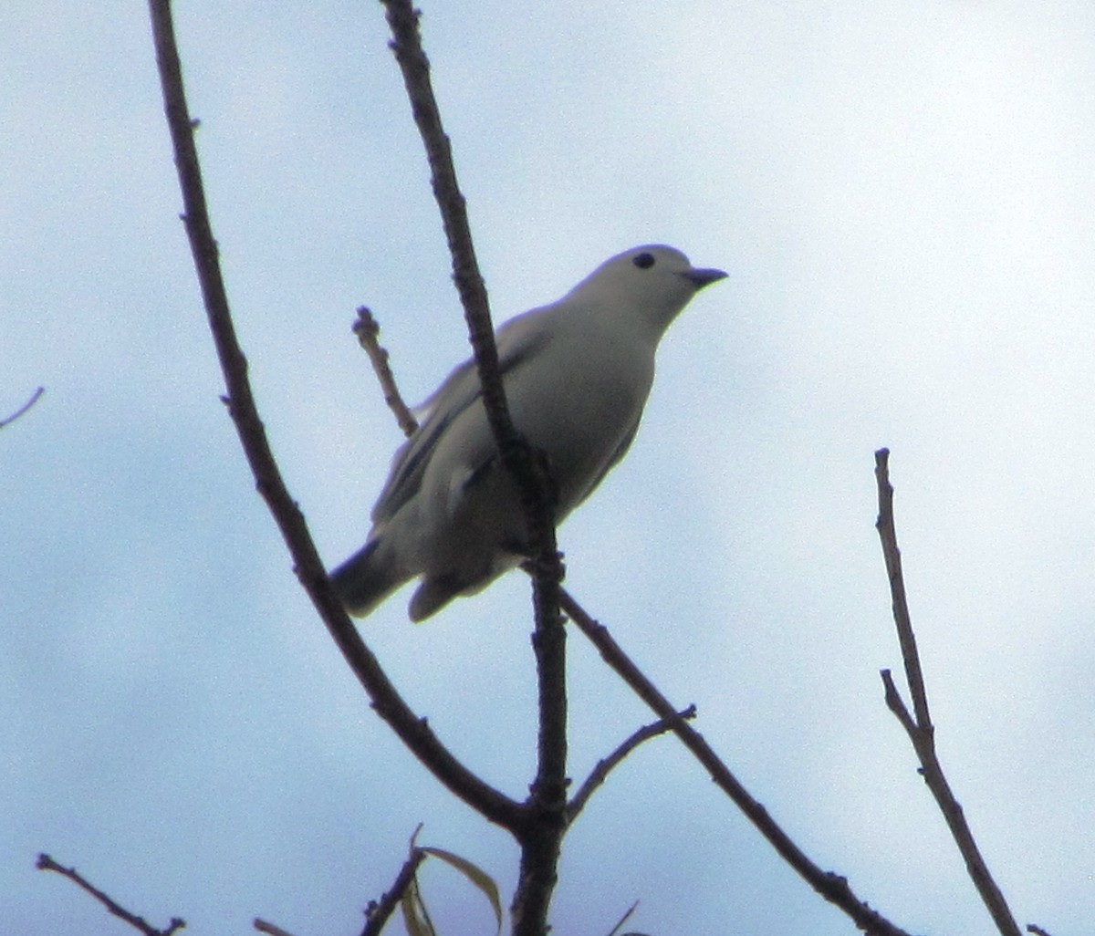 Snowy Cotinga - Chico Muñoz