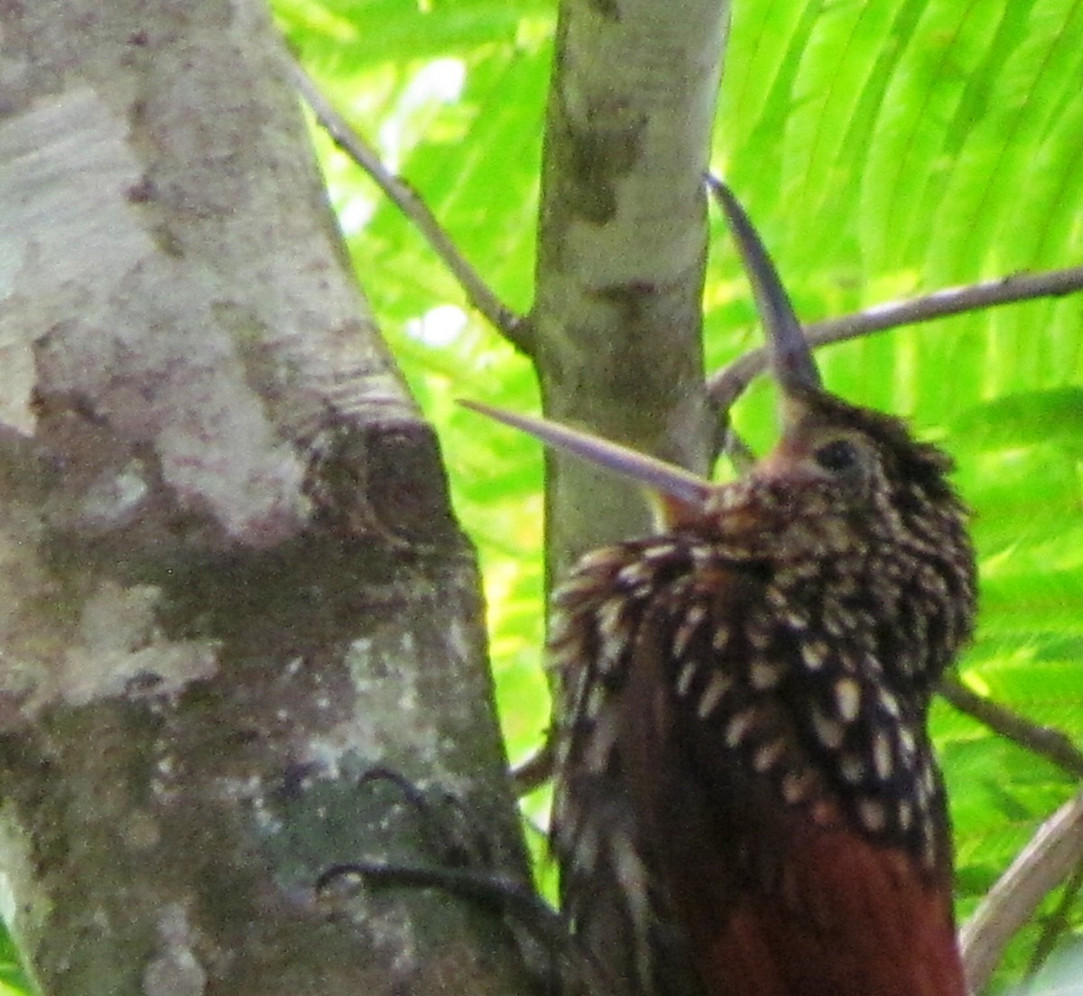 Black-striped Woodcreeper - Chico Muñoz