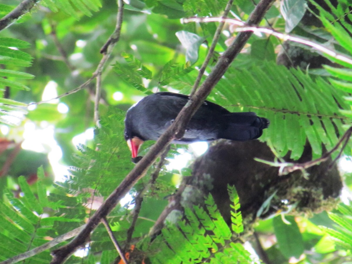 White-fronted Nunbird - Chico Muñoz