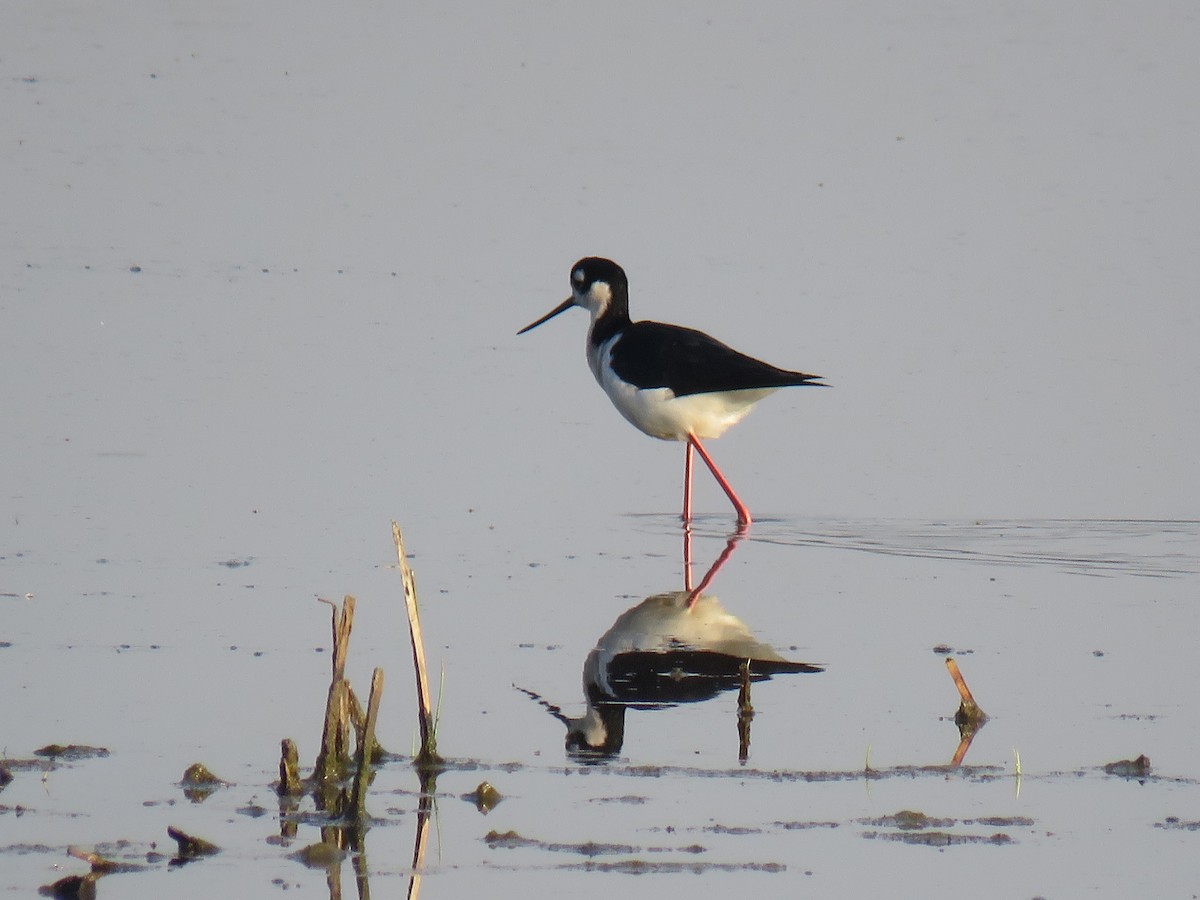 Black-necked Stilt - ML311740431