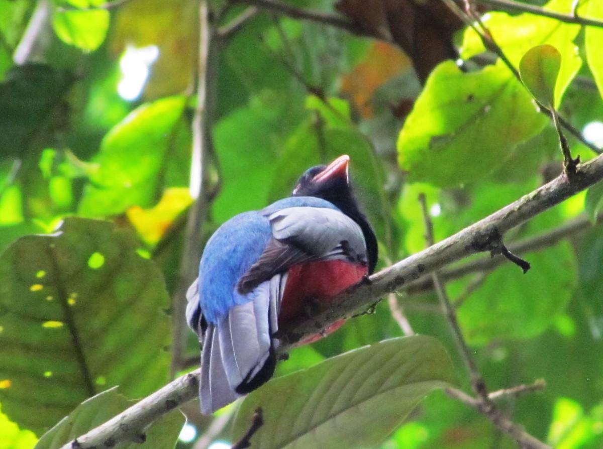 Gri Kuyruklu Trogon - ML311740551