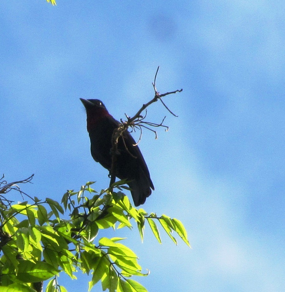 Purple-throated Fruitcrow - Chico Muñoz