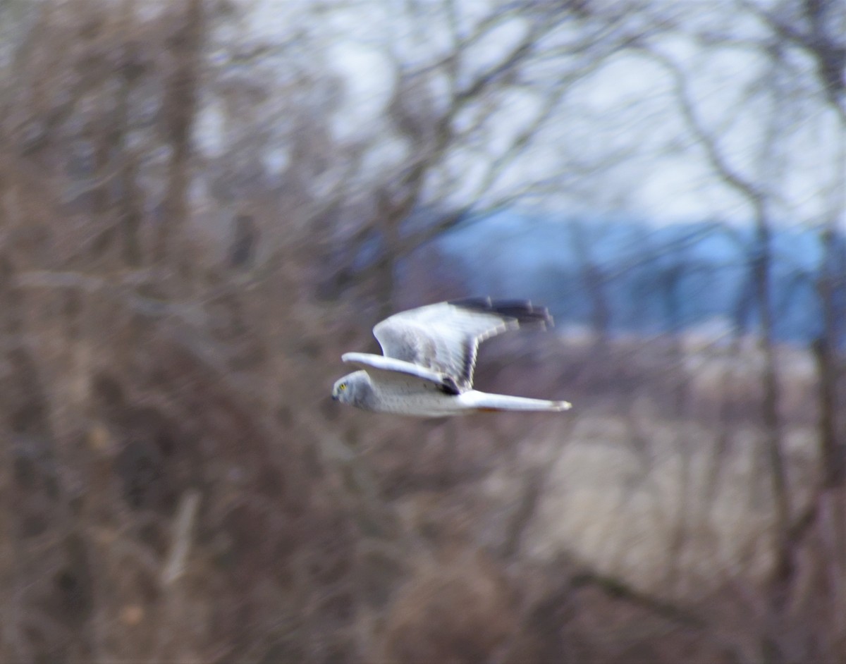 Northern Harrier - ML311743241