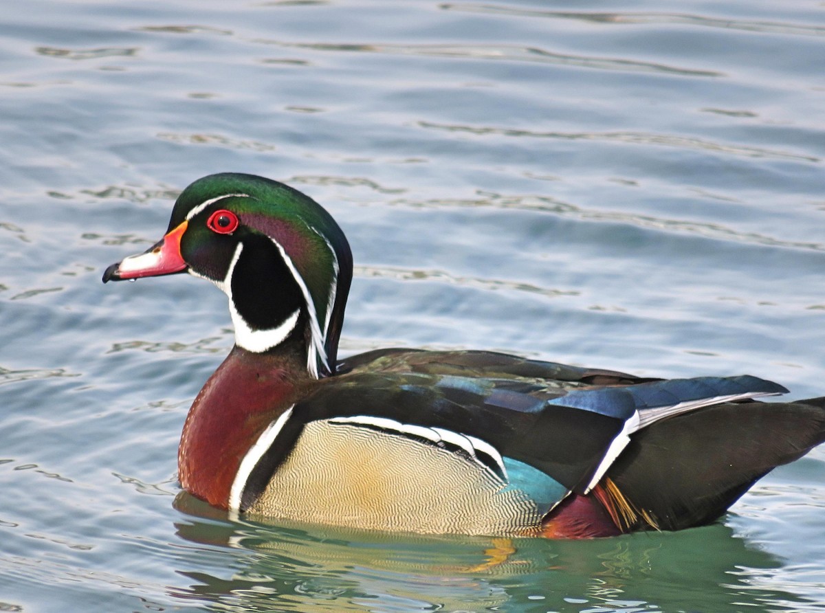 Wood Duck - ML311743281