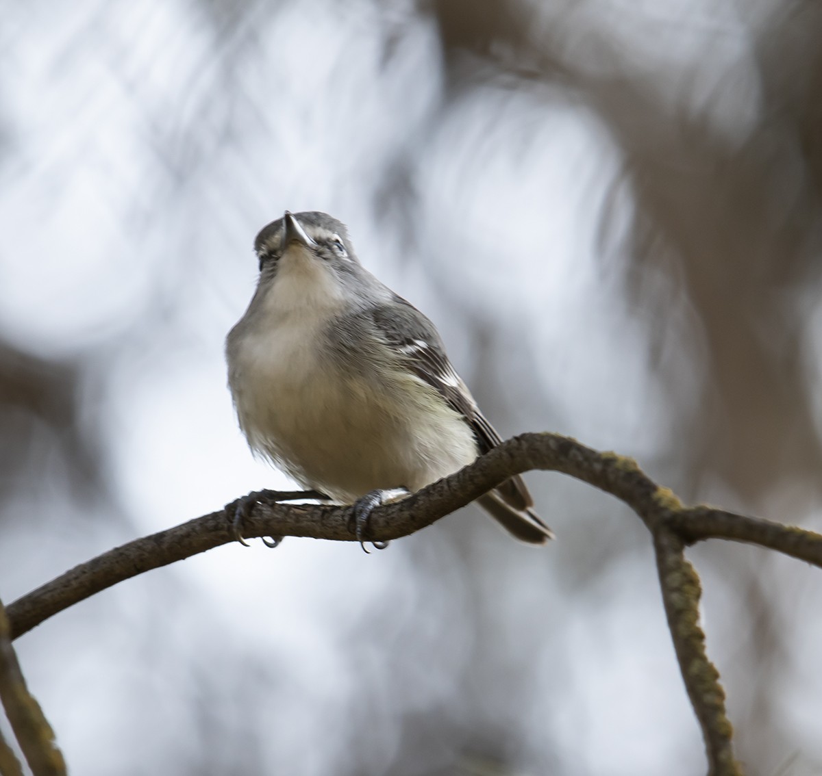 Cassin's Vireo - ML311743311