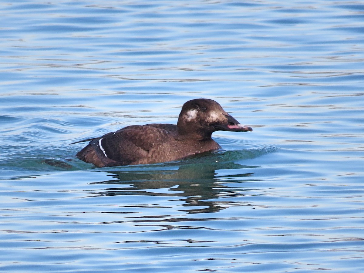 White-winged Scoter - Mike Burkoski