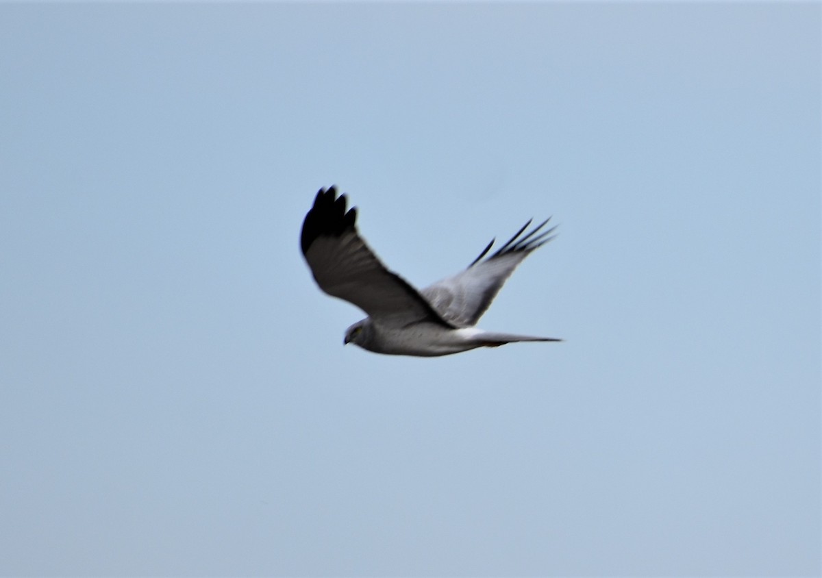 Northern Harrier - ML311744301