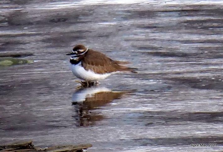 Killdeer - ML311745301