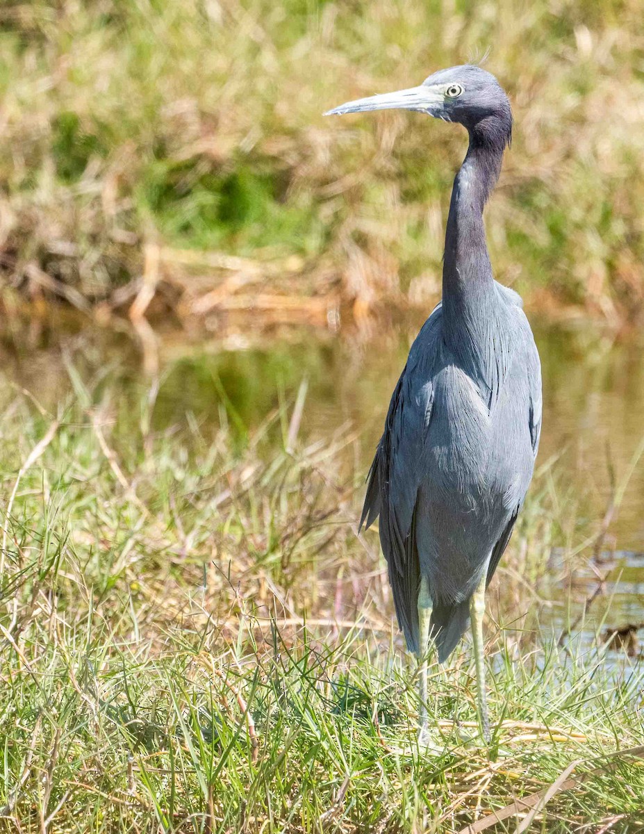 Little Blue Heron - ML311745951