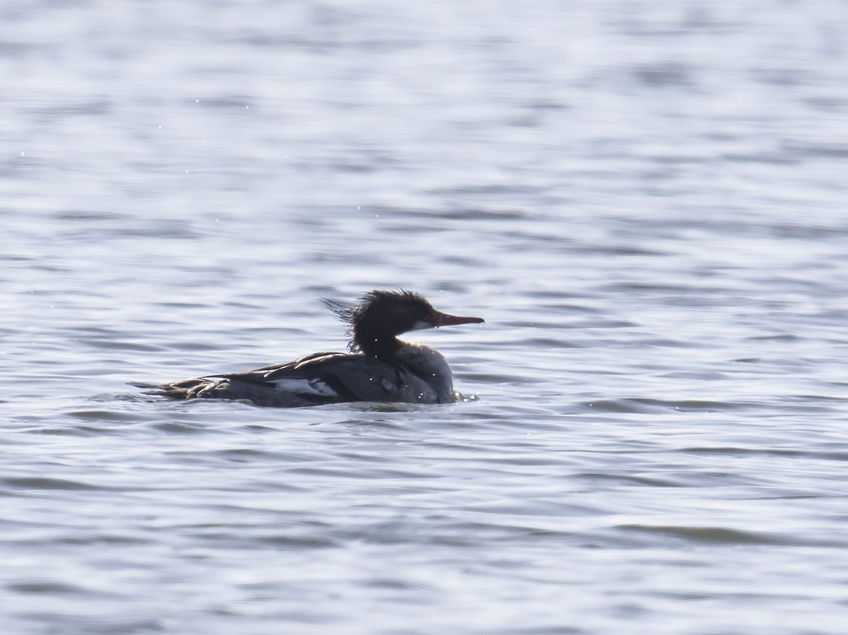 Common Merganser - ML311747021