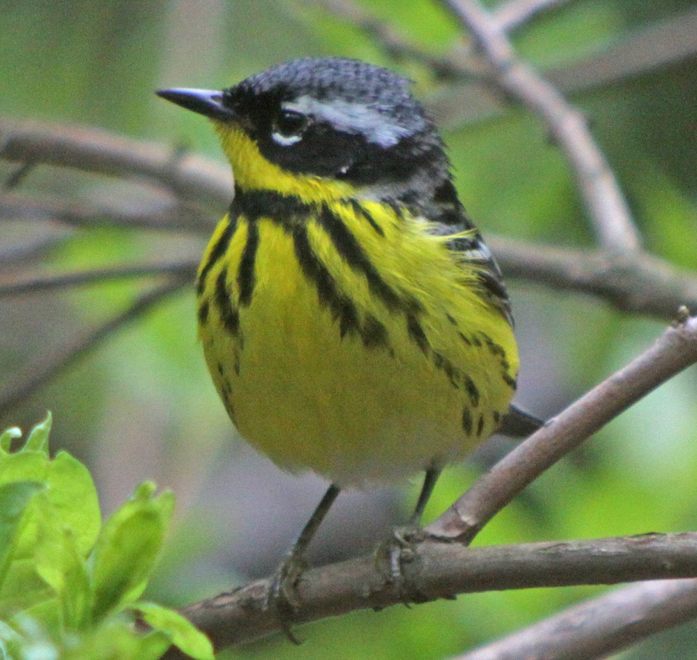 Magnolia Warbler - Corey Finger