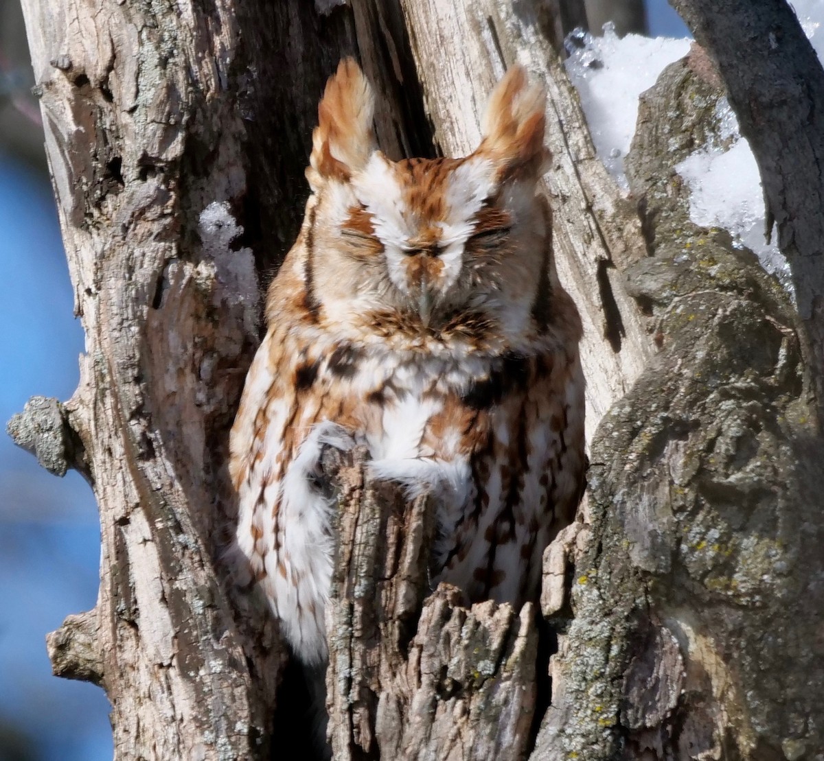 Eastern Screech-Owl - ML311750321