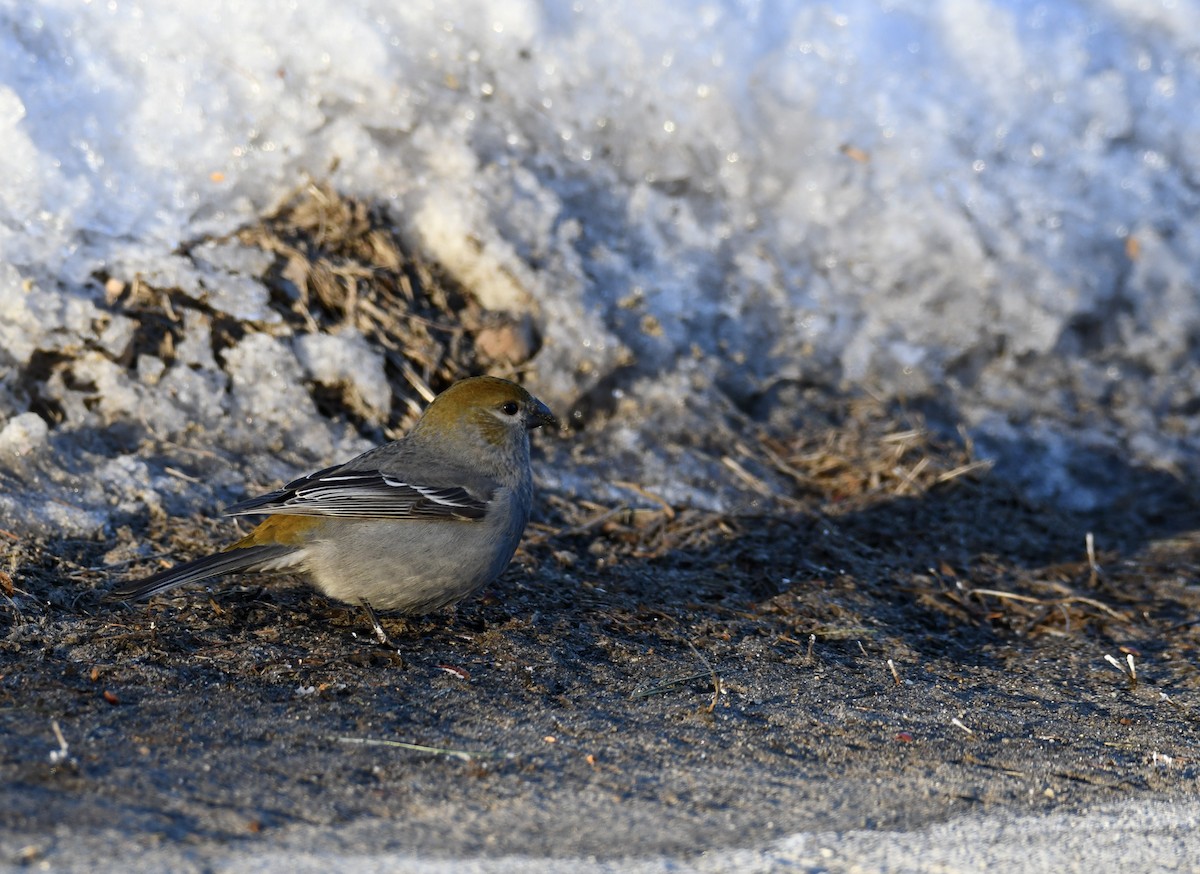 Pine Grosbeak - ML311750421