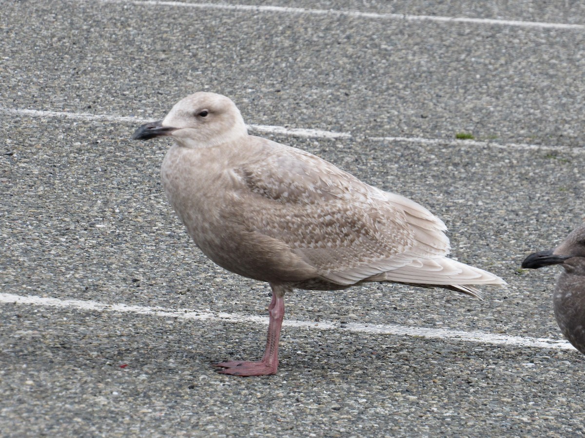 Glaucous-winged Gull - David Poortinga