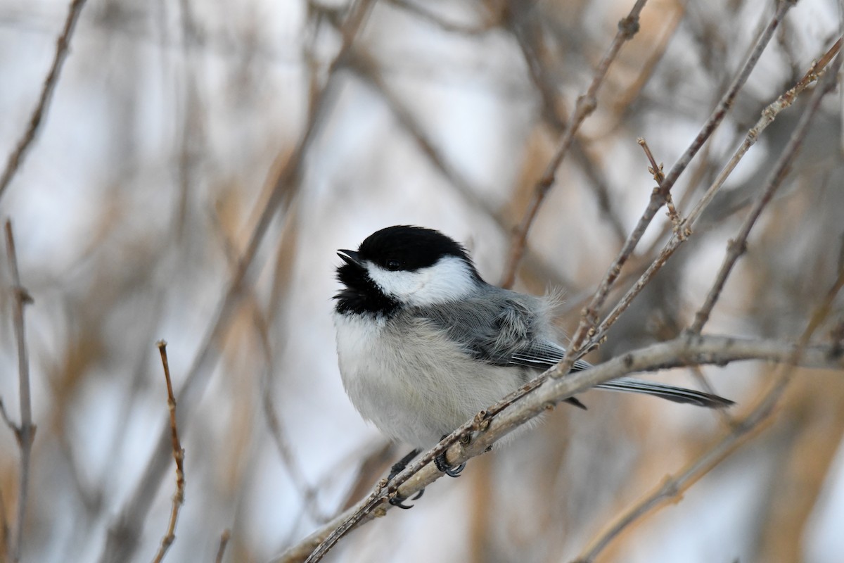 Black-capped Chickadee - ML311750921