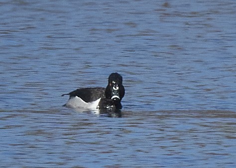 Ring-necked Duck - ML311751521