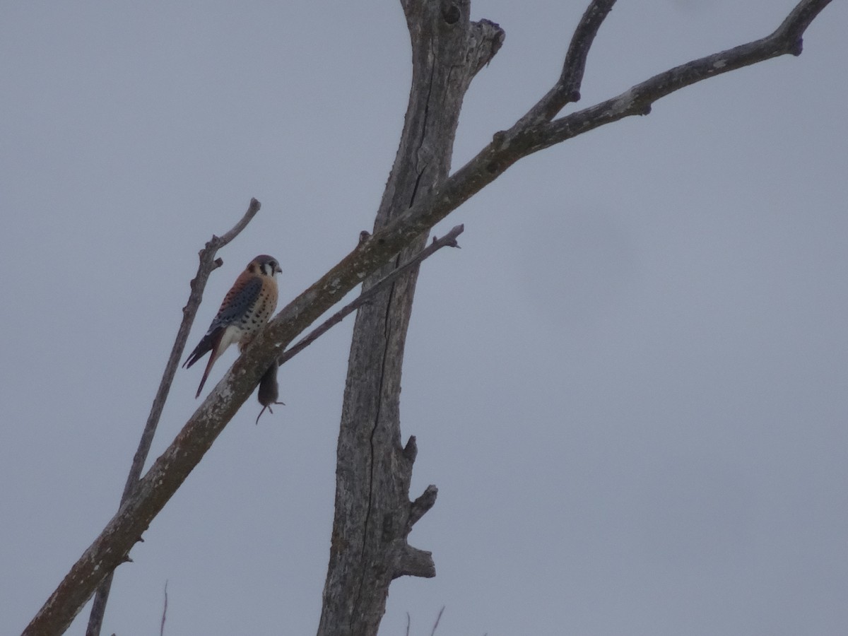 American Kestrel - ML311752631